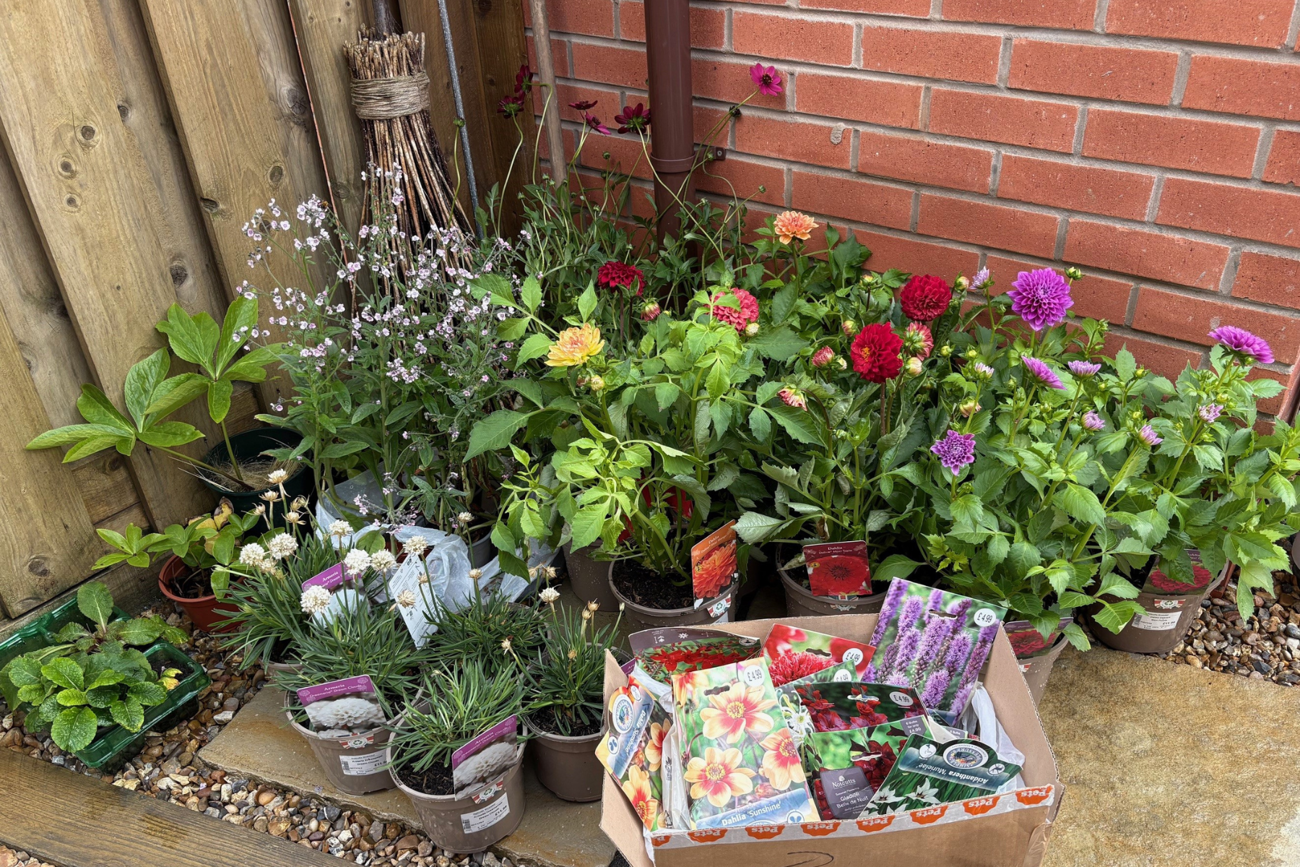 Plants and flowers