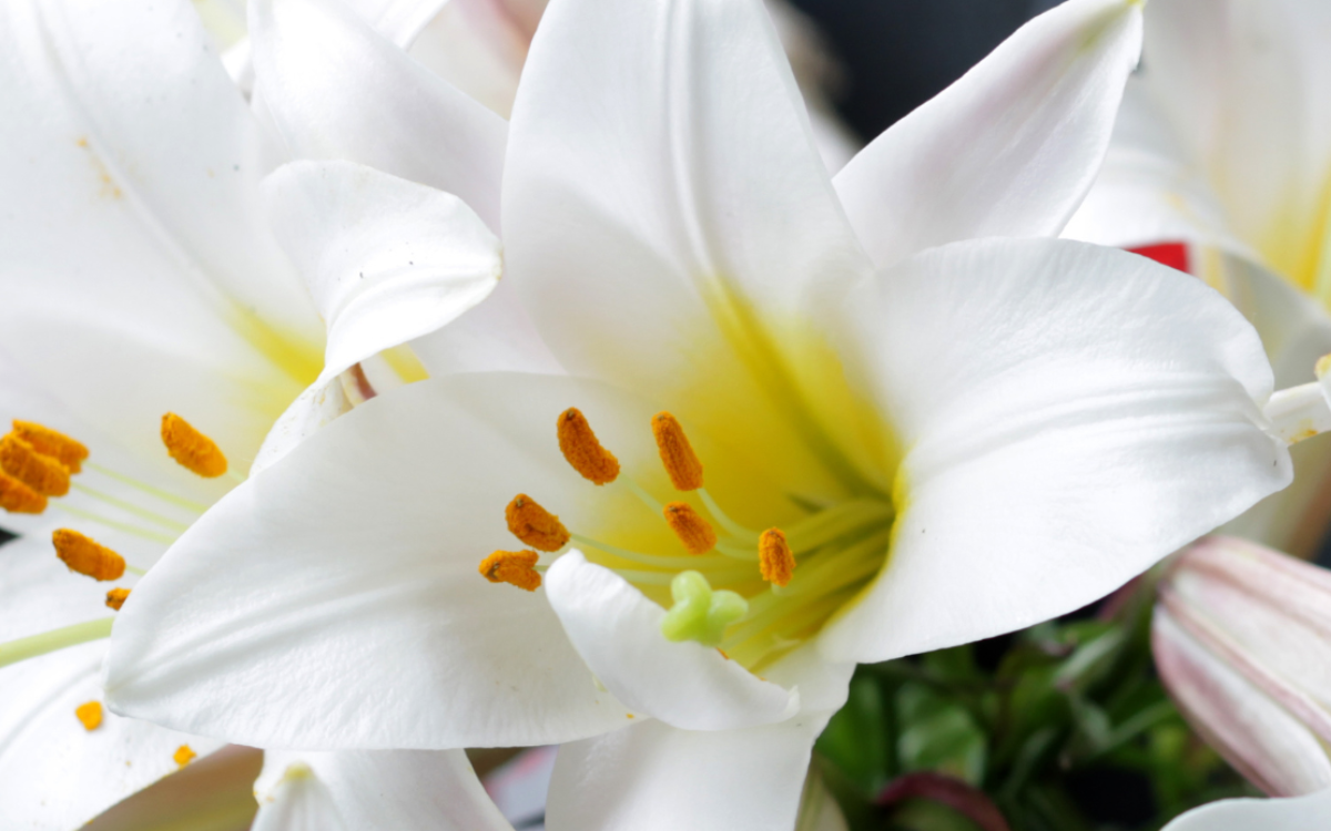 White flowers.